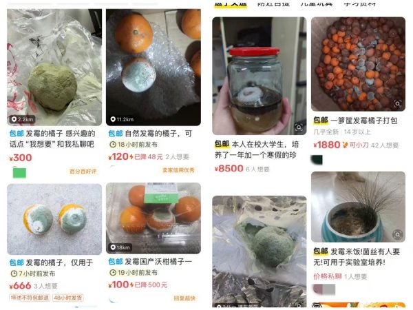 恒瑞行配资 发霉的橘子一只能卖300元？有价无市背后，谁在哗众取宠